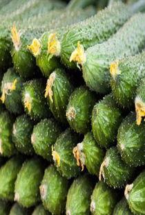 动漫孕妇模拟器 