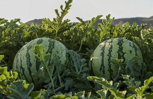 网红吃播模拟器 